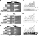 PGK1 Antibody in Western Blot (WB)