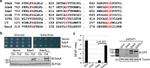 PGK1 Antibody in Western Blot (WB)