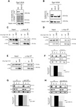 PGK1 Antibody in Western Blot (WB)