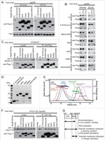 PGK1 Antibody in Western Blot (WB)