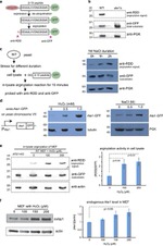 PGK1 Antibody in Western Blot (WB)