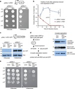 PGK1 Antibody in Western Blot (WB)