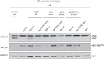 TAP Tag Antibody in Western Blot (WB)
