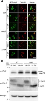 PGK1 Antibody in Western Blot (WB)