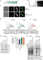 PGK1 Antibody in Western Blot (WB)