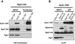 TAP Tag Antibody in Western Blot (WB)