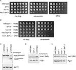 PGK1 Antibody in Western Blot (WB)