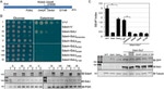 PGK1 Antibody in Western Blot (WB)