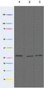 COX3 Monoclonal Antibody (DA5BC4)