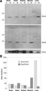 MTCO1 Antibody in Western Blot (WB)