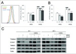 MTCO1 Antibody in Western Blot (WB)