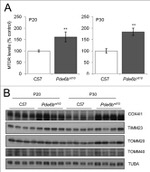MTCO1 Antibody in Western Blot (WB)