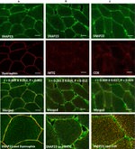 MTCO1 Antibody in Immunocytochemistry (ICC/IF)
