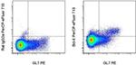 BCL6 Monoclonal Antibody (BCL-DWN), PerCP-eFluor™ 710, eBioscience™