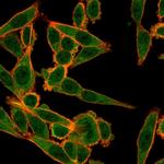 MXI1 Antibody in Immunocytochemistry (ICC/IF)