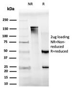 MXI1 Antibody in SDS-PAGE (SDS-PAGE)