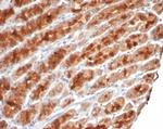 c-Myc Oncoprotein Antibody in Immunohistochemistry (Paraffin) (IHC (P))