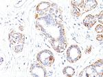 Smooth Muscle Myosin Heavy Chain (SM-MHC) Antibody in Immunohistochemistry (Paraffin) (IHC (P))
