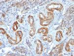 Smooth Muscle Myosin Heavy Chain (SM-MHC) Antibody in Immunohistochemistry (Paraffin) (IHC (P))