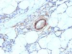 Smooth Muscle Myosin Heavy Chain (SM-MHC) Antibody in Immunohistochemistry (Paraffin) (IHC (P))