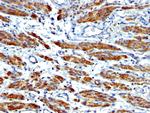 Smooth Muscle Myosin Heavy Chain (SM-MHC) Antibody in Immunohistochemistry (Paraffin) (IHC (P))