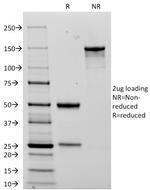 CD56/NCAM1/NKH1 (Neuronal Cell Marker) Antibody in SDS-PAGE (SDS-PAGE)
