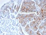 CD56/NCAM1/NKH1 (Neuronal Cell Marker) Antibody in Immunohistochemistry (Paraffin) (IHC (P))