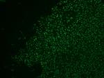 Nucleolin (Marker of Human Cells) Antibody in Immunohistochemistry (Paraffin) (IHC (P))