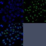 Nucleolin (Marker of Human Cells) Antibody in Immunocytochemistry (ICC/IF)