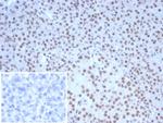 Nucleolin (Marker of Human Cells) Antibody in Immunohistochemistry (Paraffin) (IHC (P))