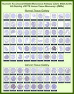 Nucleolin (Marker of Human Cells) Recombinant Rabbit Monoclonal Antibody (MSVA-623R)