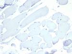 Nucleolin (Marker of Human Cells) Antibody in Immunohistochemistry (Paraffin) (IHC (P))