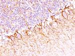 Neurofilament (NF-H) (Neuronal Marker) Antibody in Immunohistochemistry (Paraffin) (IHC (P))