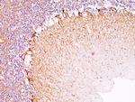 Neurofilament (NF-L) (Neuronal Marker) Antibody in Immunohistochemistry (Paraffin) (IHC (P))