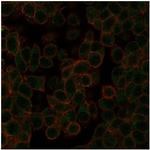 NEUROD2 (Neurogenic Differentiation 2) (Transcription Factor) Monoclonal Antibody (PCRP-NEUROD2-1G1)