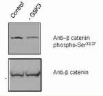 Phospho-beta Catenin (Ser33, Ser37) Antibody in Western Blot (WB)
