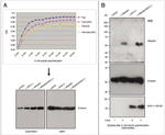 PGP9.5 Antibody in Western Blot (WB)