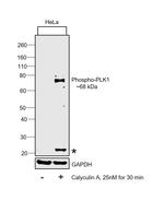 Phospho-PLK1 (Thr210) Polyclonal Antibody