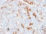 NGF-Receptor (p75)/CD271 Recombinant Rabbit Monoclonal Antibody (NGFR, 1997R)