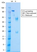 NKX2.2 Antibody in SDS-PAGE (SDS-PAGE)