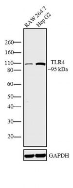 TLR4 Polyclonal Antibody
