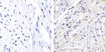 Phospho-Connexin 43 (Ser368) Polyclonal Antibody
