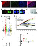 Pannexin 1 Polyclonal Antibody