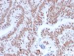 NRF1 Antibody in Immunohistochemistry (Paraffin) (IHC (P))