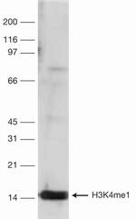 H3K4me1 Antibody in Western Blot (WB)
