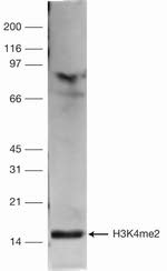 H3K4me2 Polyclonal Antibody