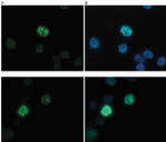 H3K27me3S28ph Antibody in Immunocytochemistry (ICC/IF)