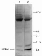 H4K8ac Polyclonal Antibody