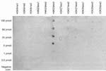 H4K20me3 Antibody in Dot Blot (DB)