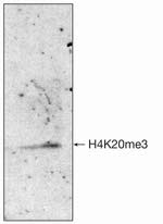 H4K20me3 Antibody in Western Blot (WB)